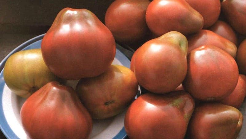Ideal for preservation and easy to care for, the Japanese truffle tomato: reviews, photos and growing secrets