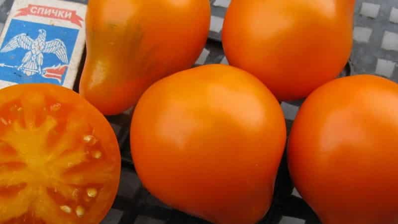 Ideal for preservation and easy to care for, the Japanese truffle tomato: reviews, photos and growing secrets