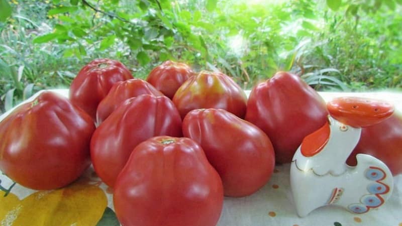 Ideal for preservation and easy to care for, the Japanese truffle tomato: reviews, photos and growing secrets