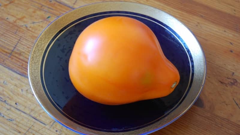 Ideal for preservation and easy to care for, the Japanese truffle tomato: reviews, photos and growing secrets
