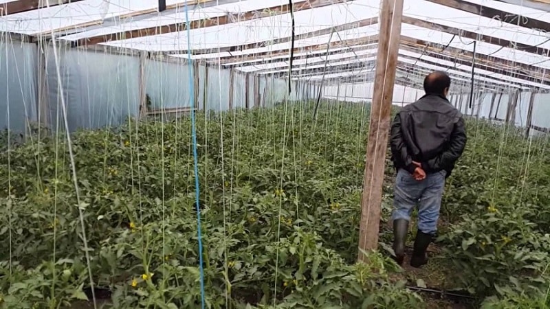 Instructions for treating tomatoes with phytosporin in a greenhouse and precautions when spraying tomatoes