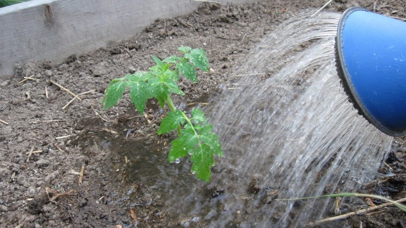 Instructions for treating tomatoes with phytosporin in a greenhouse and precautions when spraying tomatoes