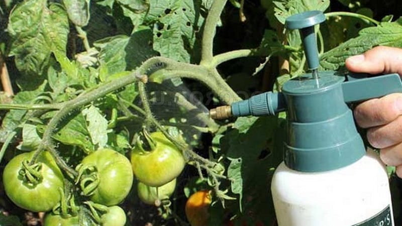Instructions for treating tomatoes with phytosporin in a greenhouse and precautions when spraying tomatoes
