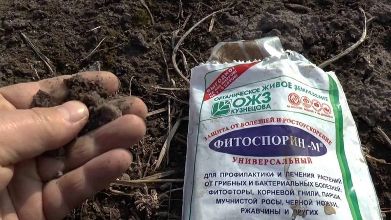 Instructions for treating tomatoes with phytosporin in a greenhouse and precautions when spraying tomatoes