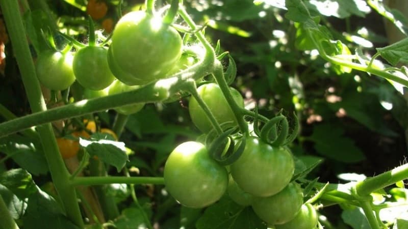 Instructions for treating tomatoes with phytosporin in a greenhouse and precautions when spraying tomatoes