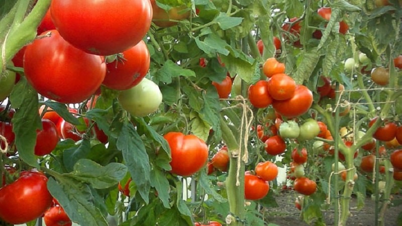 Instructions for treating tomatoes with phytosporin in a greenhouse and precautions when spraying tomatoes