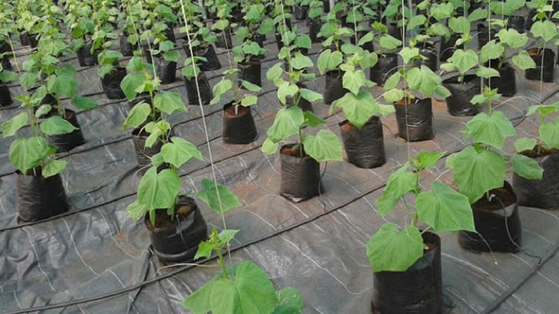 Instructions for growing cucumbers in bags: from preparing materials to harvesting the finished crop