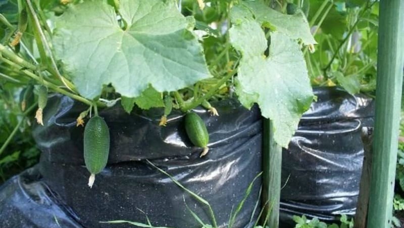 Instructions for growing cucumbers in bags: from preparing materials to harvesting the finished crop