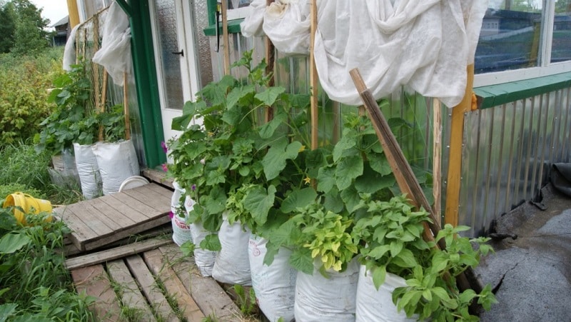 Instructions for growing cucumbers in bags: from preparing materials to harvesting the finished crop