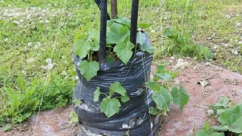 Instructions for growing cucumbers in bags: from preparing materials to harvesting the finished crop