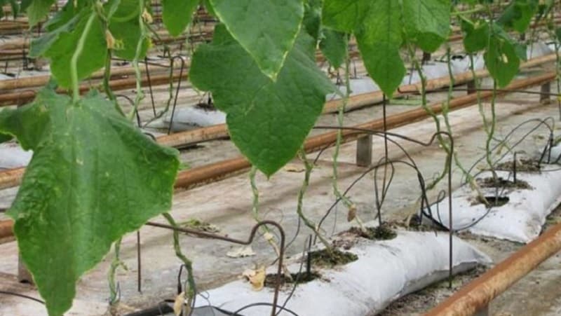 Instructions for growing cucumbers in bags: from preparing materials to harvesting the finished crop