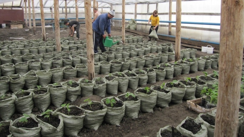 Instructions for growing cucumbers in bags: from preparing materials to harvesting the finished crop