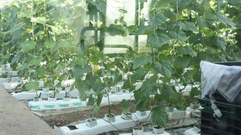 Instructions for growing cucumbers in bags: from preparing materials to harvesting the finished crop