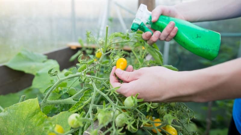 How and what to feed tomatoes during flowering and fruit set to get a rich harvest of large tomatoes