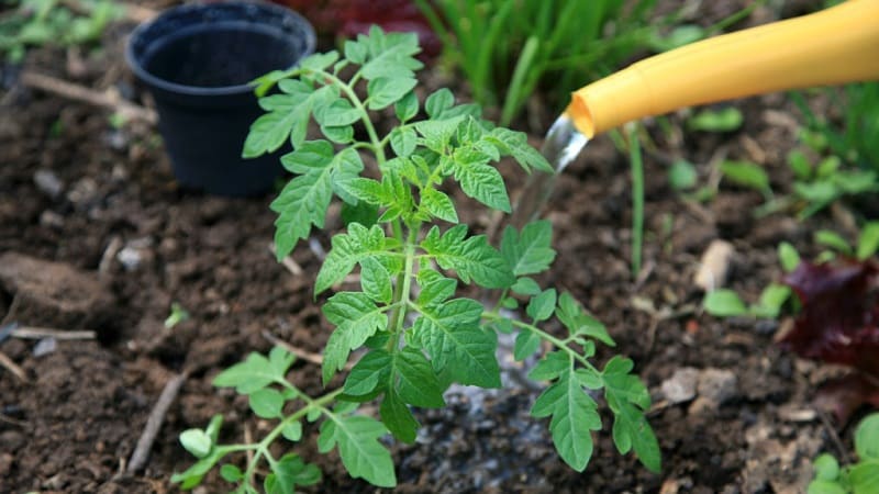 How and what to feed tomatoes during flowering and fruit set to get a rich harvest of large tomatoes