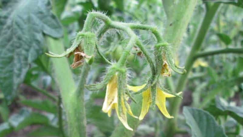 How and what to feed tomatoes during flowering and fruit set to get a rich harvest of large tomatoes