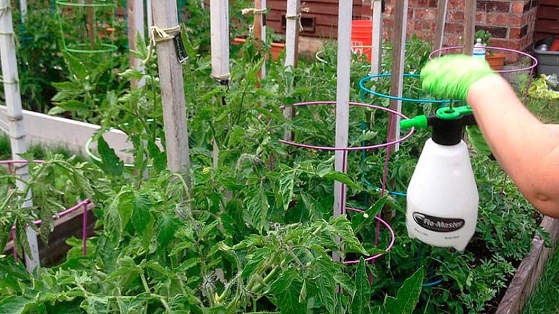 How and what to feed tomatoes during flowering and fruit set to get a rich harvest of large tomatoes