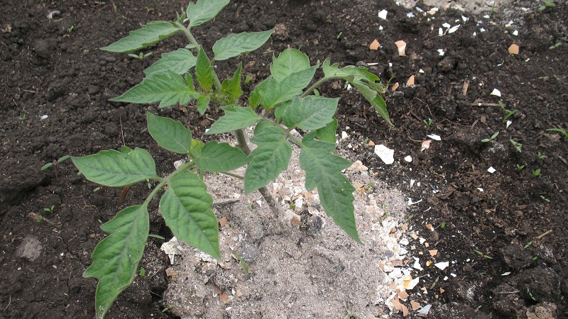 How and what to feed tomatoes during flowering and fruit set to get a rich harvest of large tomatoes
