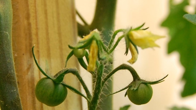 How and what to feed tomatoes during flowering and fruit set to get a rich harvest of large tomatoes