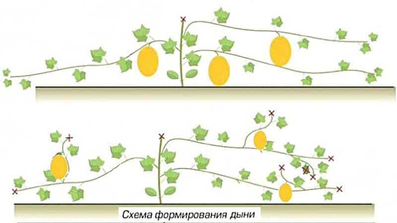 How and when to form a melon in open ground correctly
