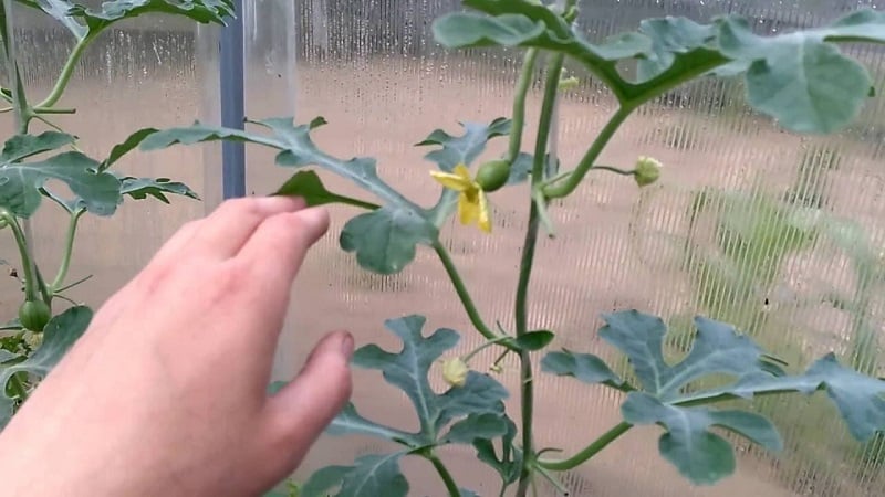 How and when to form a melon in open ground correctly