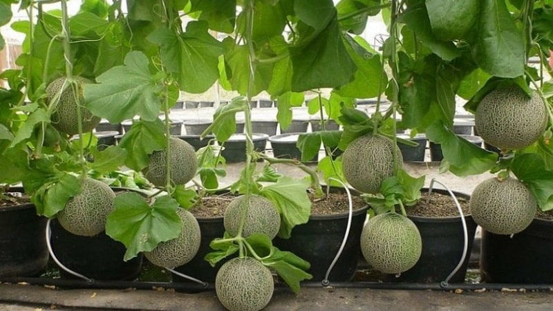 How and when to form a melon in open ground correctly