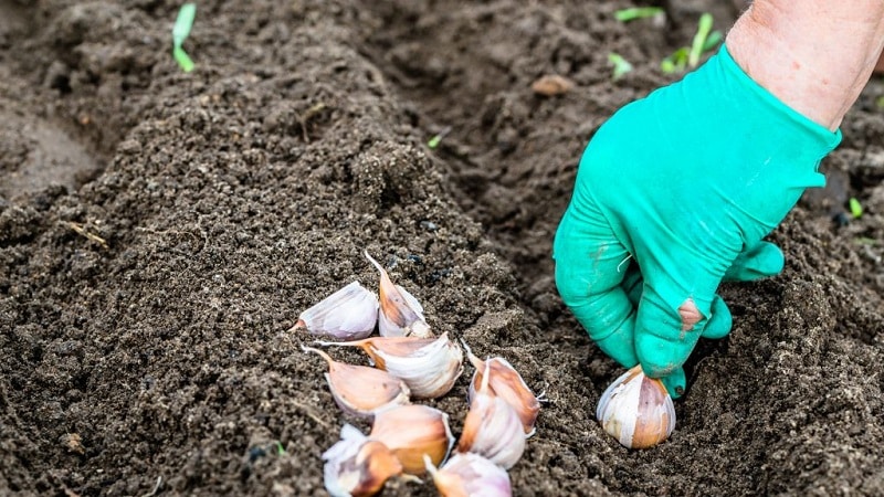 How to plant garlic in spring