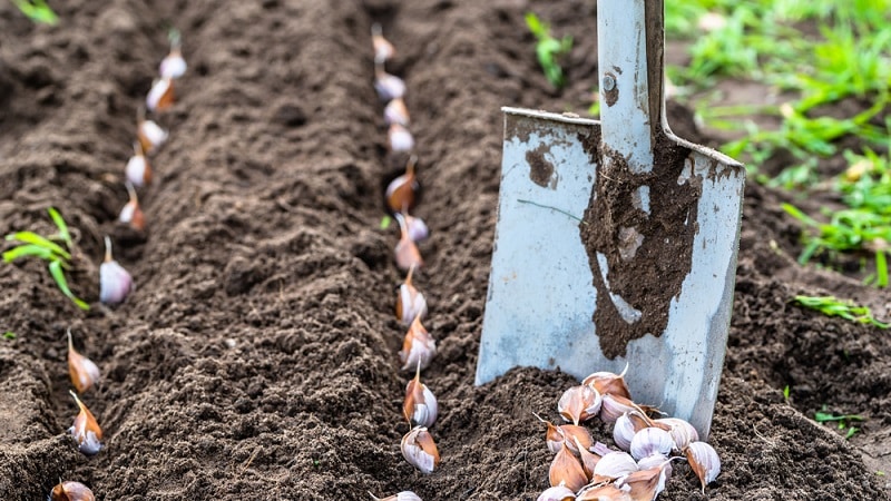 How to plant garlic in spring
