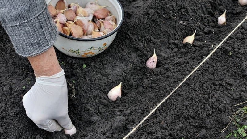 How to plant garlic in spring