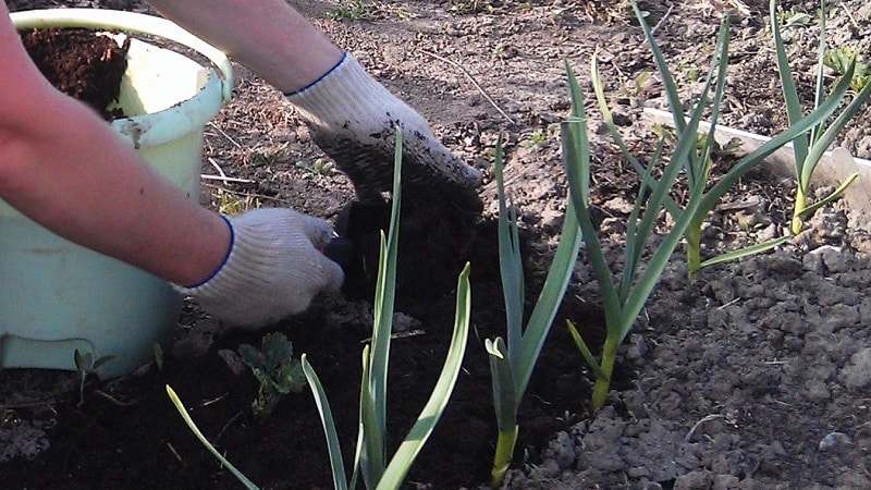 How to plant garlic in spring