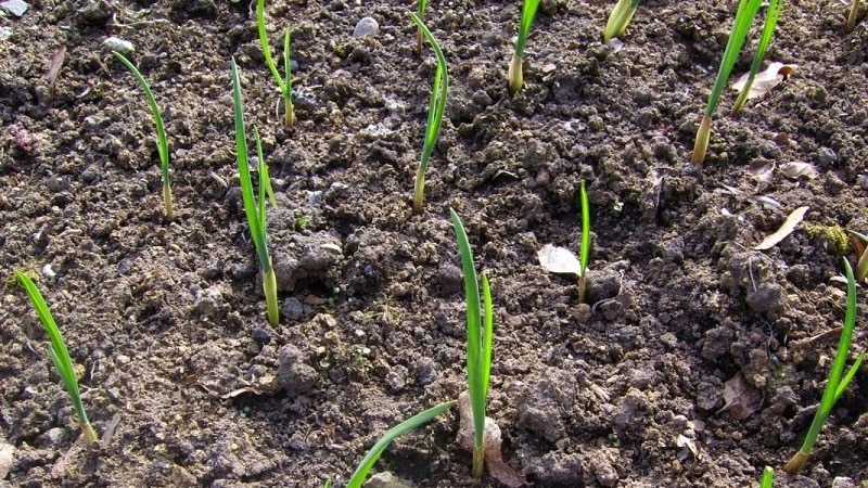 How to plant garlic in spring