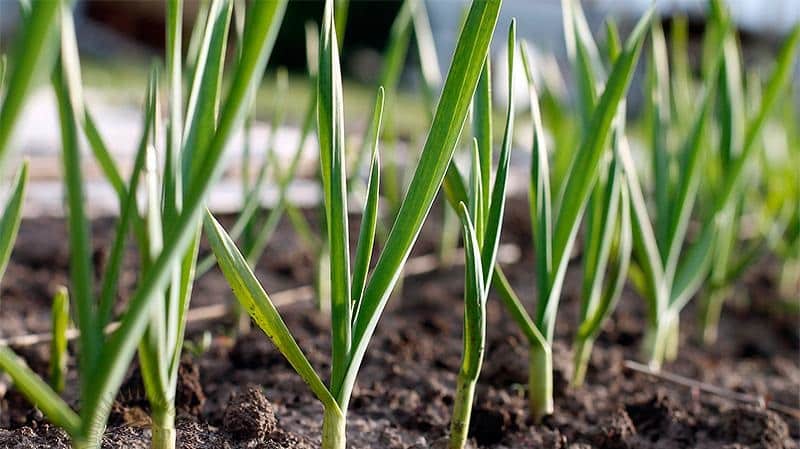 How to plant garlic in spring