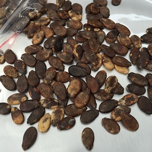 How to germinate watermelon seeds correctly and what to do next with the finished planting material