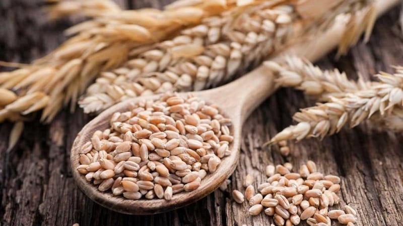 How to germinate barley at home and why it is needed