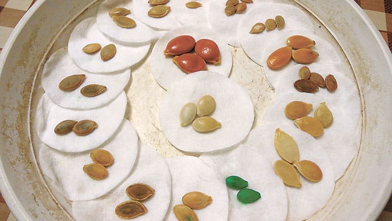 How to select and prepare pumpkin seeds for planting, and then grow an excellent harvest from them
