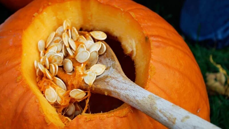 How to select and prepare pumpkin seeds for planting, and then grow an excellent harvest from them