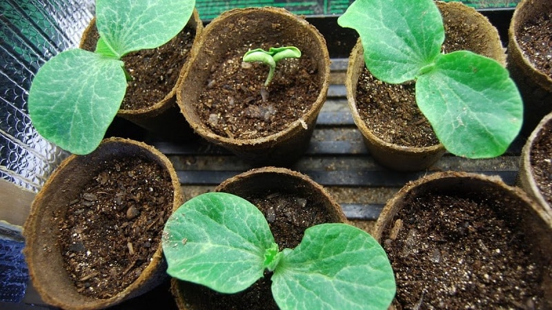 How to select and prepare pumpkin seeds for planting, and then grow an excellent harvest from them