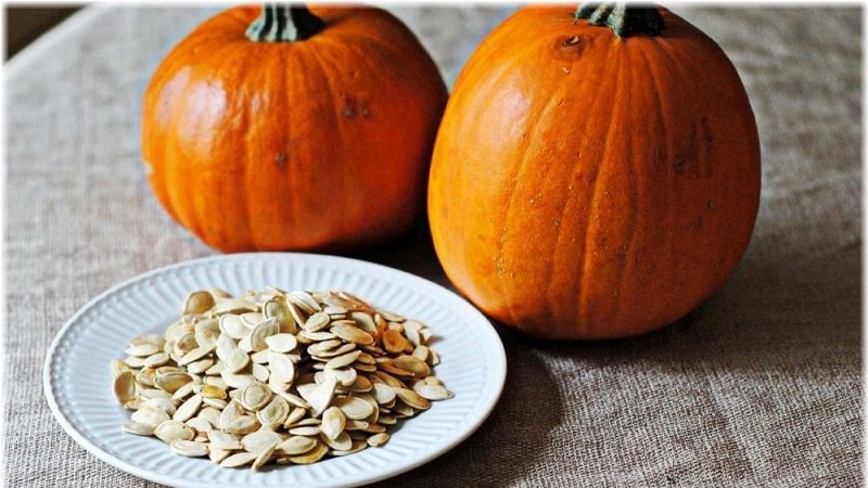 How to select and prepare pumpkin seeds for planting, and then grow an excellent harvest from them
