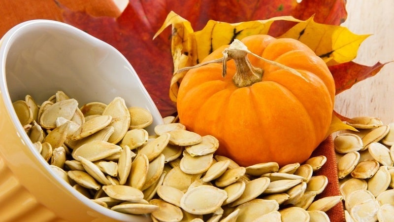 How to select and prepare pumpkin seeds for planting, and then grow an excellent harvest from them