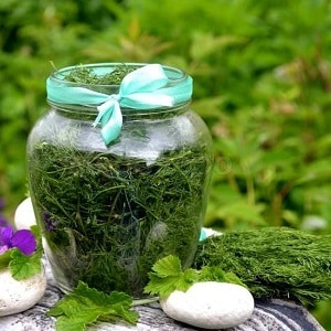 How to pickle dill in jars for the winter: simple recipes from experienced housewives