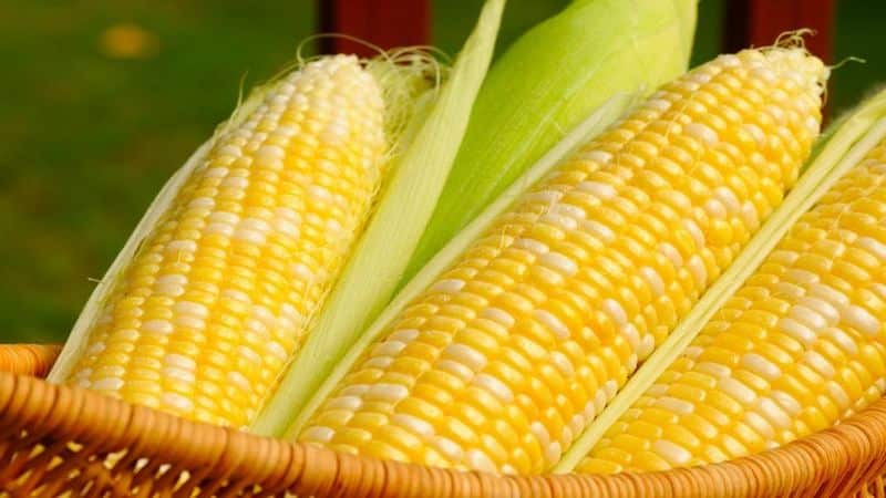 Calorie content of corn and features of its composition: vitamins, minerals and beneficial properties of the queen of the fields