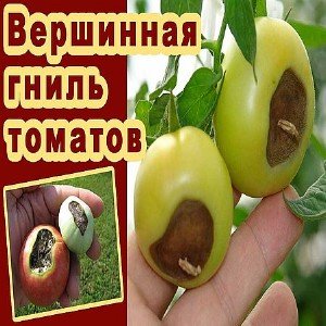 A budget-friendly remedy that experienced gardeners use to treat tomatoes: calcium nitrate for blossom end rot.
