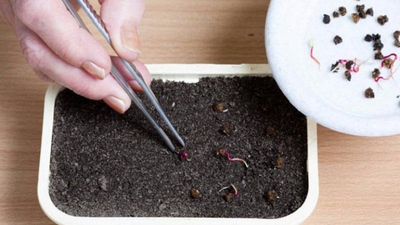 When and how to plant beets with seeds: step-by-step instructions for beginner gardeners