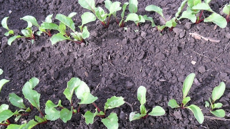When and how to plant beets with seeds: step-by-step instructions for beginner gardeners