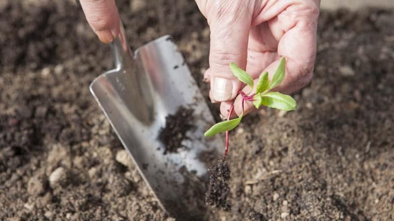 When and how to plant beets with seeds: step-by-step instructions for beginner gardeners