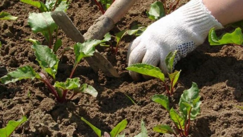 When and how to plant beets with seeds: step-by-step instructions for beginner gardeners