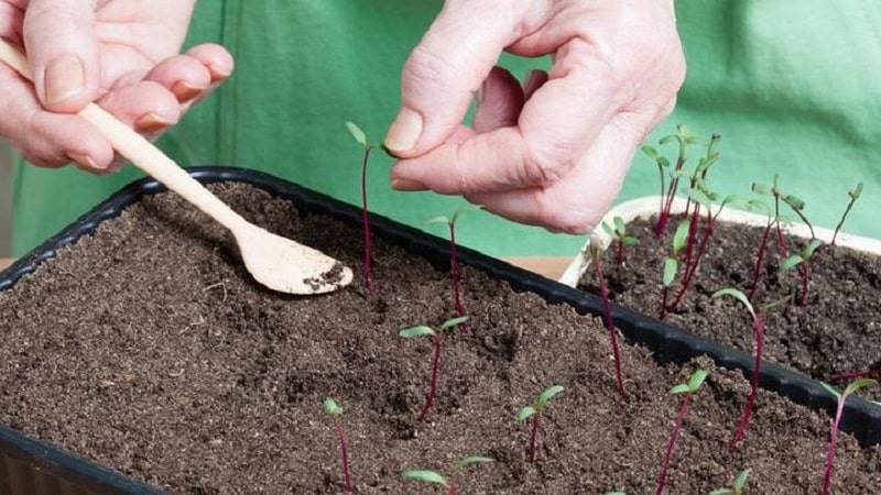 When and how to plant beets with seeds: step-by-step instructions for beginner gardeners