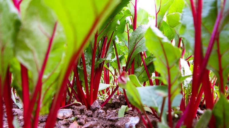 When and how to plant beets with seeds: step-by-step instructions for beginner gardeners