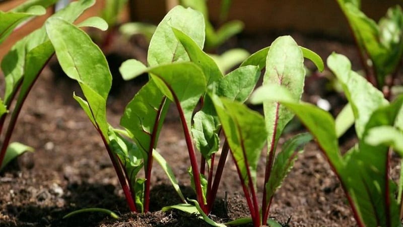 When and how to plant beets with seeds: step-by-step instructions for beginner gardeners