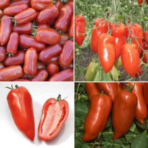 An unusual tomato with juicy pulp and excellent taste – Cornabel f1